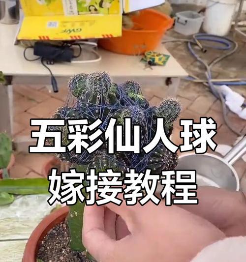 嫁接仙人球落地后如何促进生根？