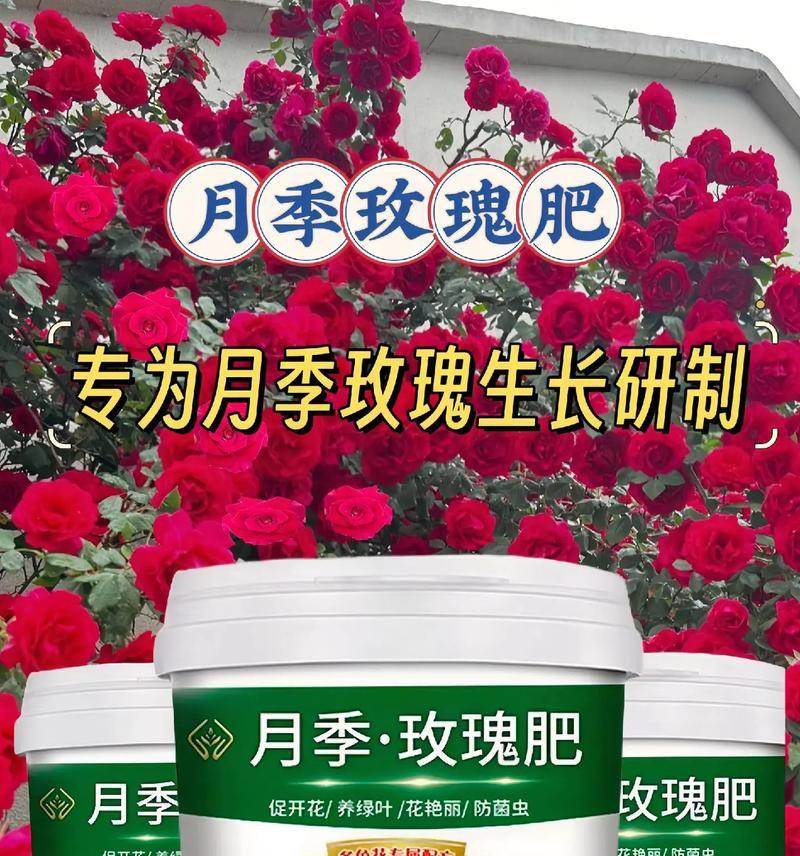 玫瑰花枯萎后如何制作有机肥料？