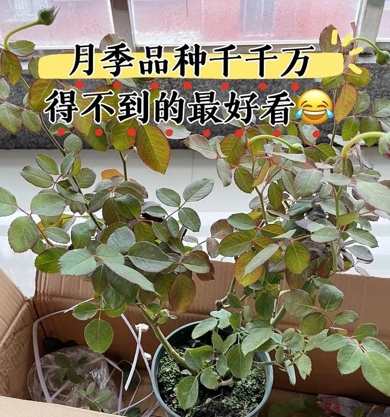 玫瑰花枯萎后如何制作有机肥料？
