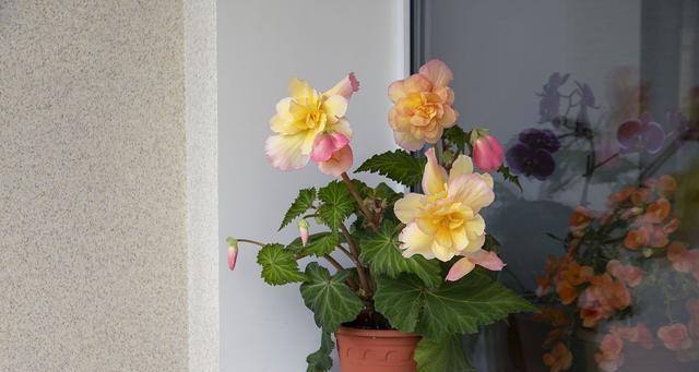牡丹花换盆后多久浇水合适？