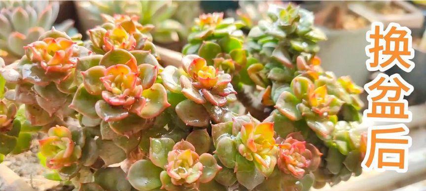 牡丹花换盆后多久浇水合适？