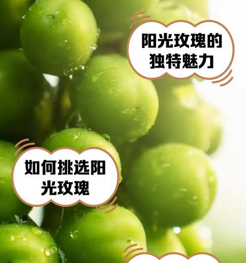 喷绿色的玫瑰花品种是什么？如何养护？