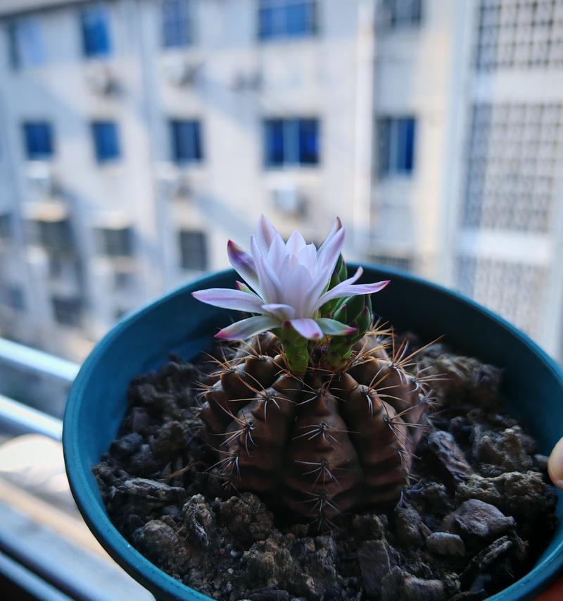 仙人球小球种植方法是什么？怎样确保成活率？