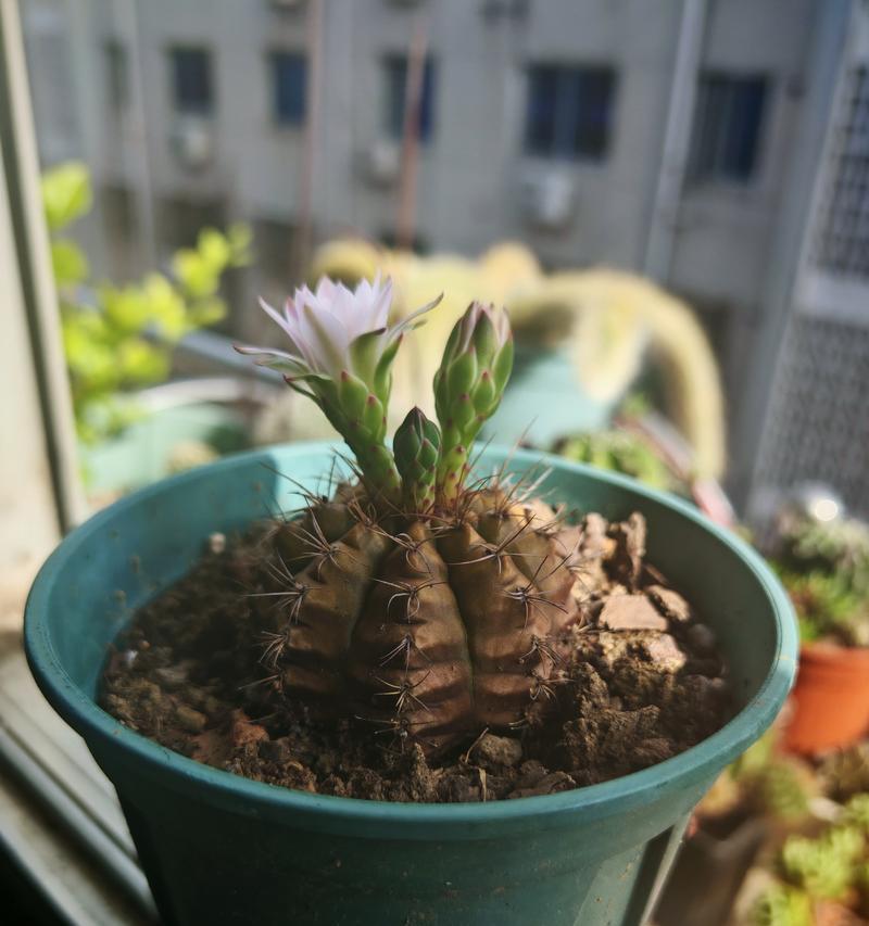 仙人球小球种植方法是什么？怎样确保成活率？