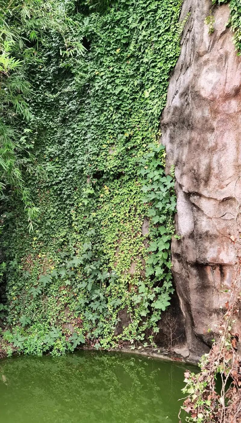 水能培育玫瑰花吗？原因是什么？