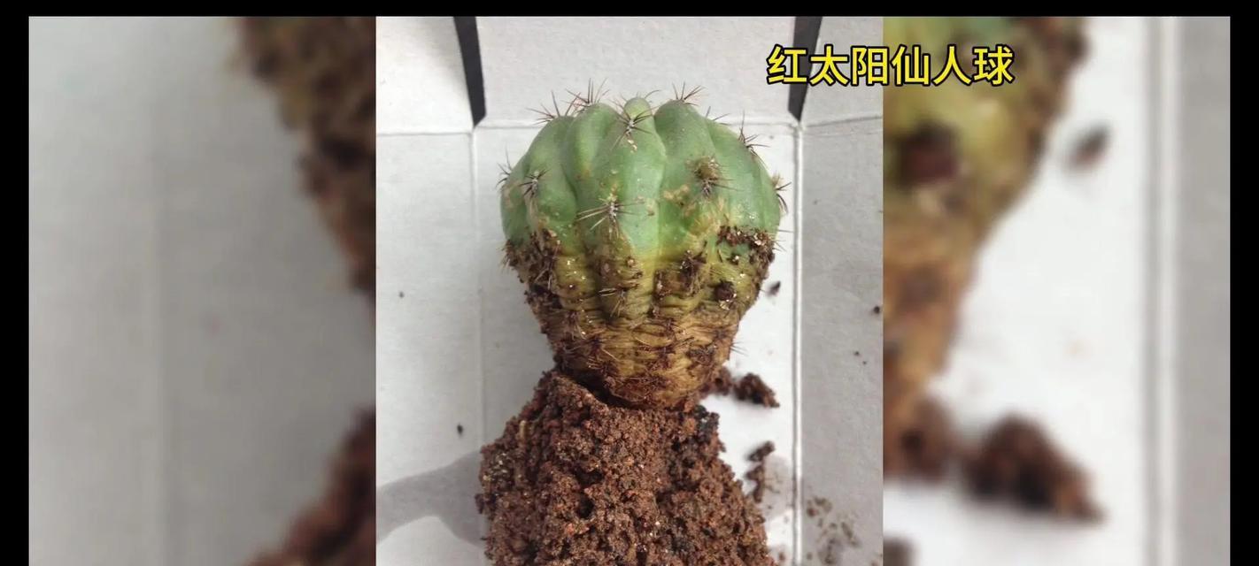 带红毛的仙人球是什么品种？其养护要点是什么？