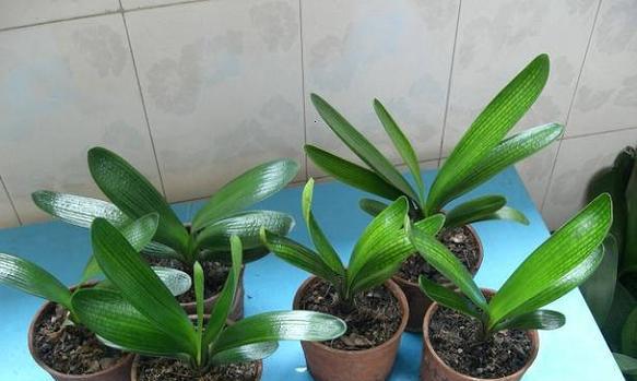 阳台适合养哪种君子兰？有哪些推荐品种？