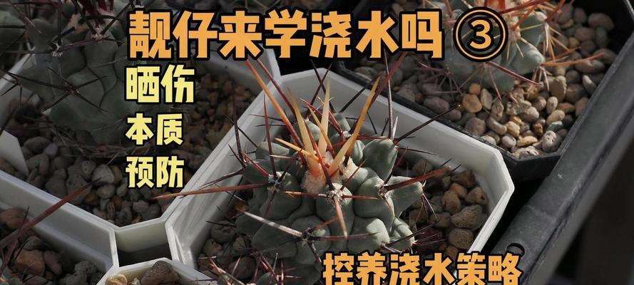 仙人球需要浇水吗？如何正确浇水？