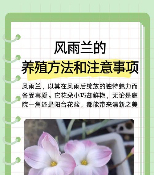 玲珑牡丹花的养护秘诀是什么？怎样才能养出最佳效果？