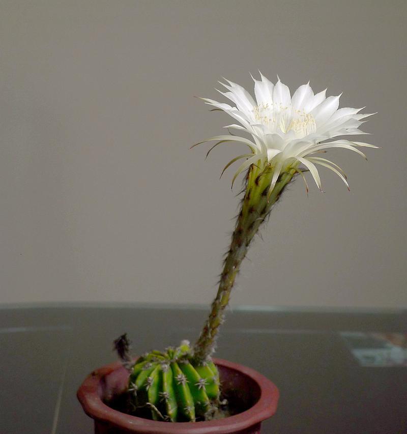 仙人球内部颜色有何特别？