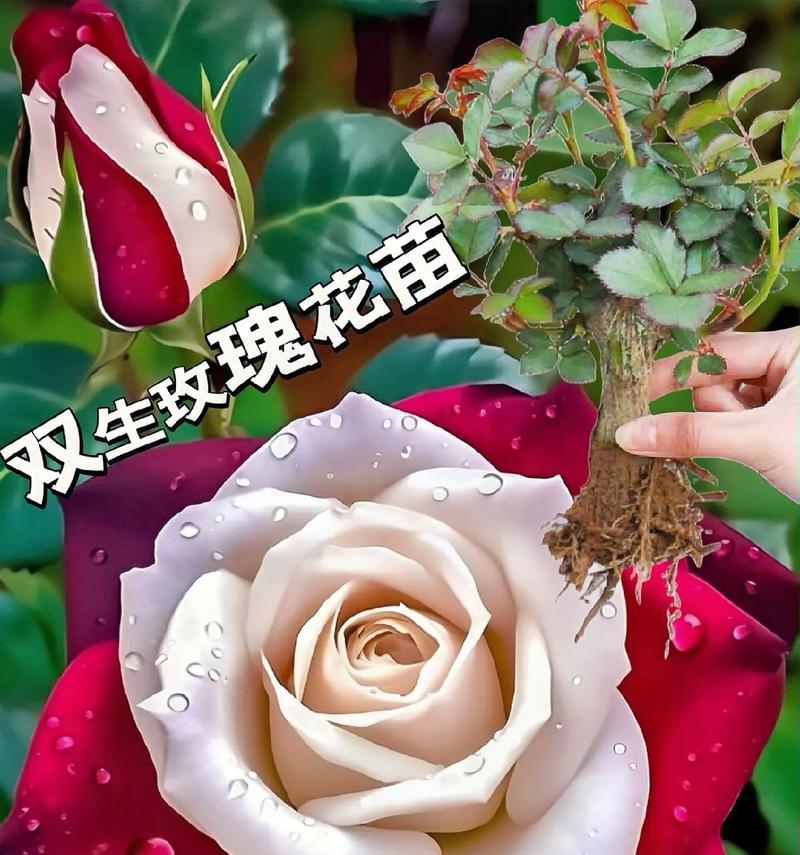 花卉和玫瑰花有什么区别？它们之间是怎样的关系？