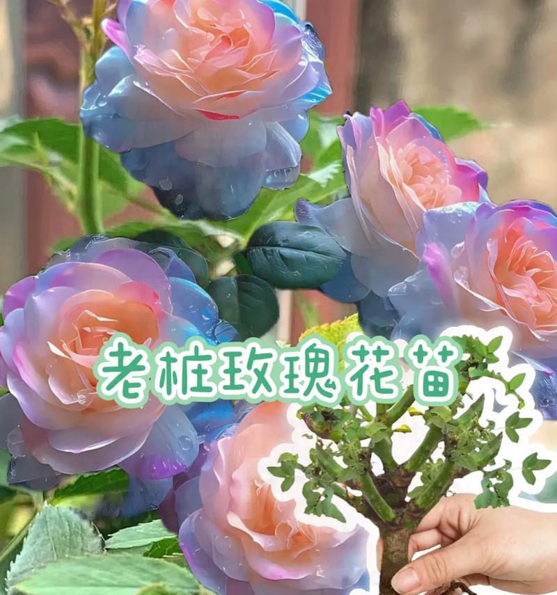 如何在水泥花盆中种植玫瑰花使其美观？水泥花盆种植玫瑰花的技巧是什么？