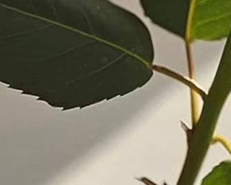 如何在水泥花盆中种植玫瑰花使其美观？水泥花盆种植玫瑰花的技巧是什么？