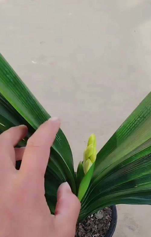 君子兰是半生根吗？君子兰的正确养护方法是什么？