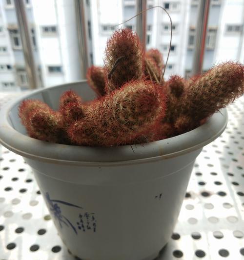 哪些仙人球品种较难养殖及其原因？