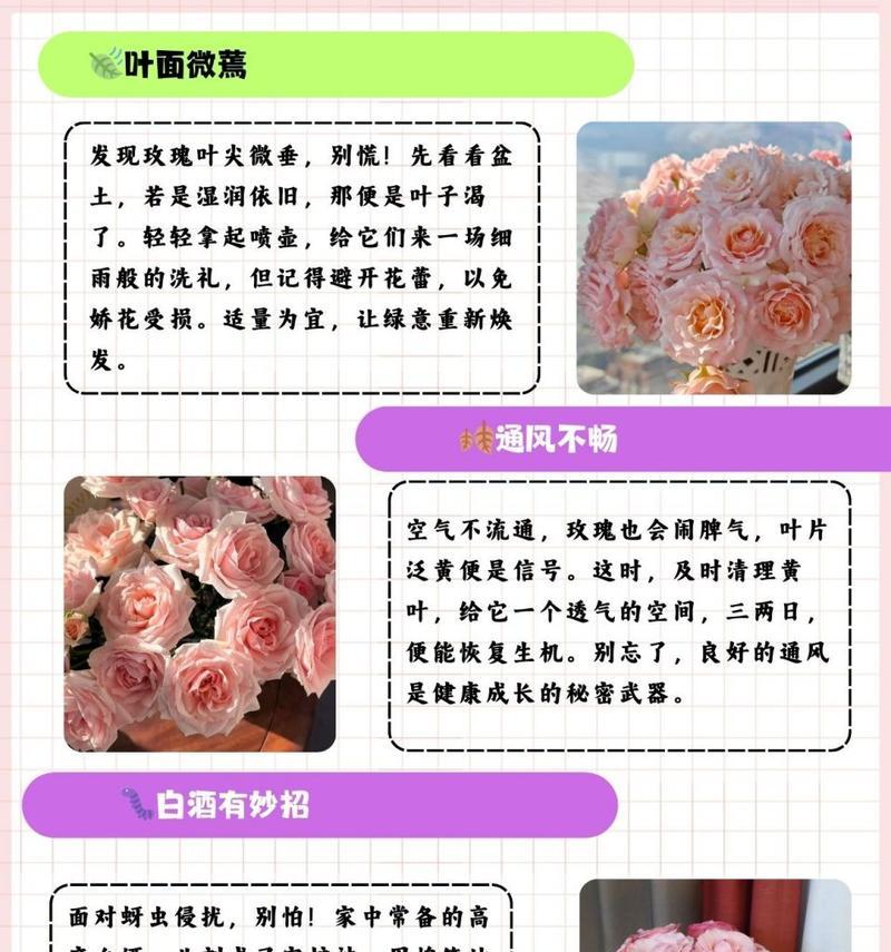 用酸性水泡玫瑰花好吗？酸性水对玫瑰花的养护有何影响？