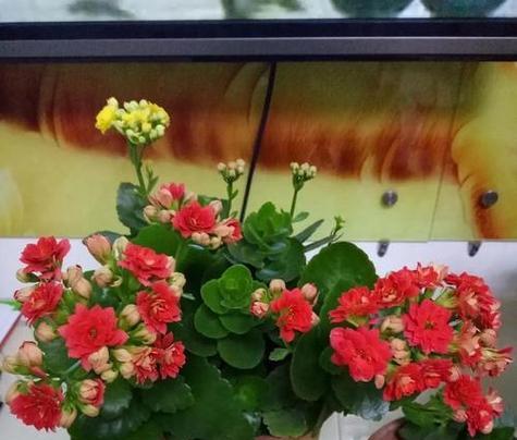 水培玫瑰花的理想水温是多少？如何调整以促进生长？