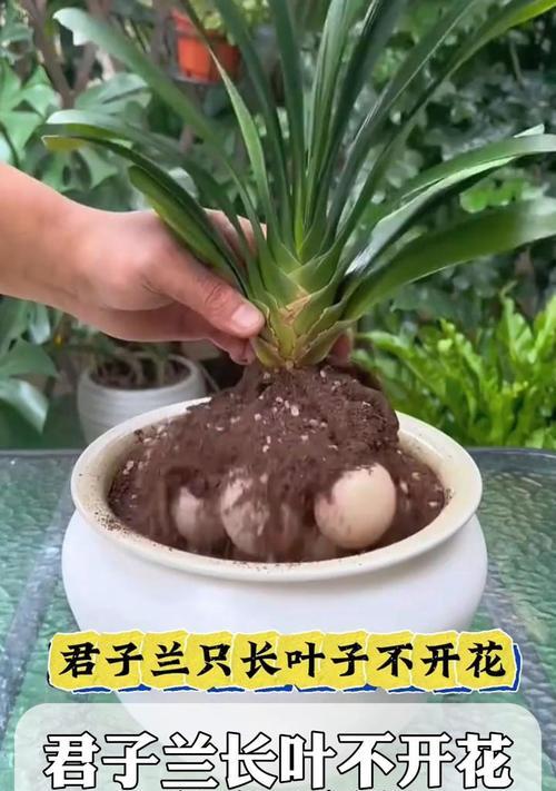 君子兰叶子为什么发黄？如何解决君子兰叶子发黄的问题？