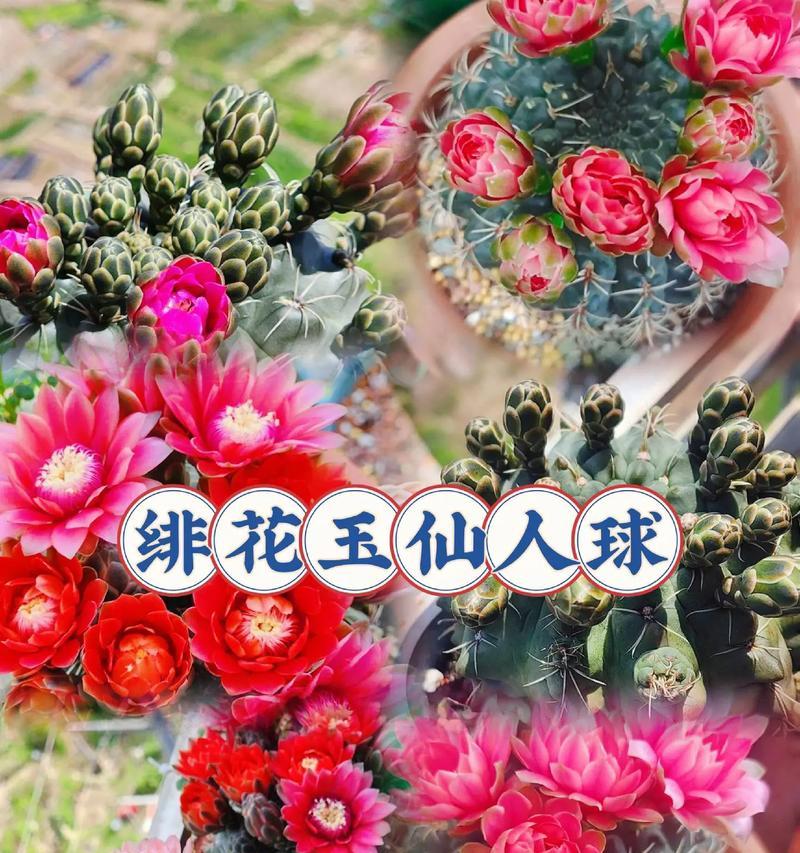 福建适合种植仙人球的环境条件是什么？