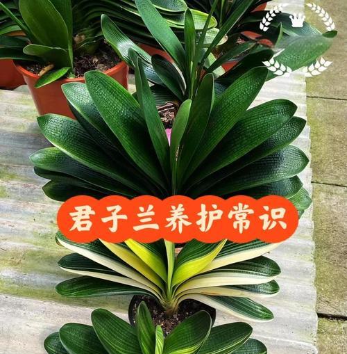 君子兰喜阳光如何养护？浇水方法是什么？