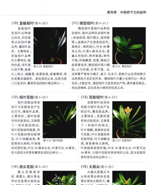 君子兰小鲍鱼的养殖方法是什么？
