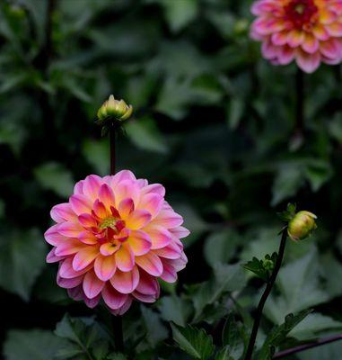 红陶花盆种植牡丹花的优缺点及养护技巧是什么？
