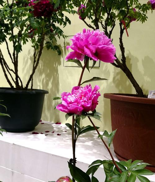 红陶花盆种植牡丹花的优缺点及养护技巧是什么？