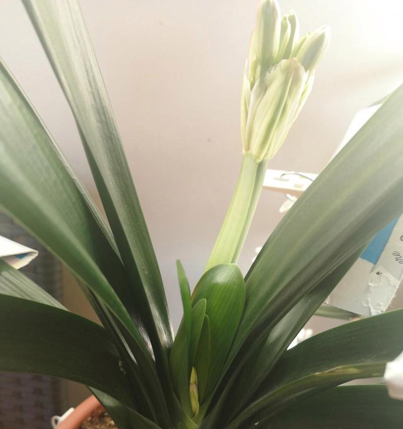 君子兰花剑的花蕊有何特征？