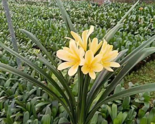 君子兰花剑的花蕊有何特征？