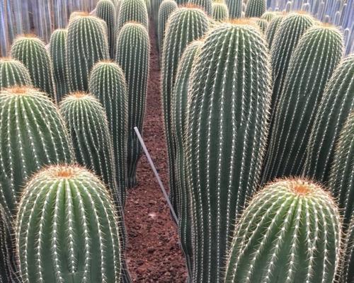 仙人掌群生老桩的种植方法是什么？