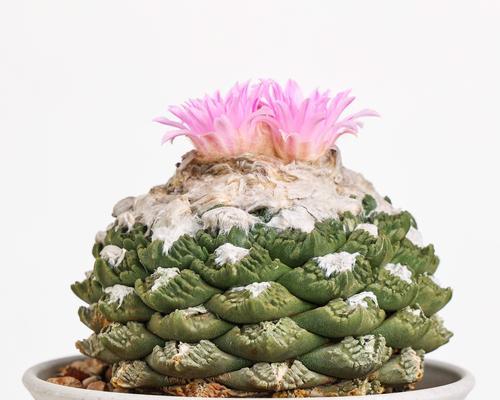 仙人掌群生老桩的种植方法是什么？