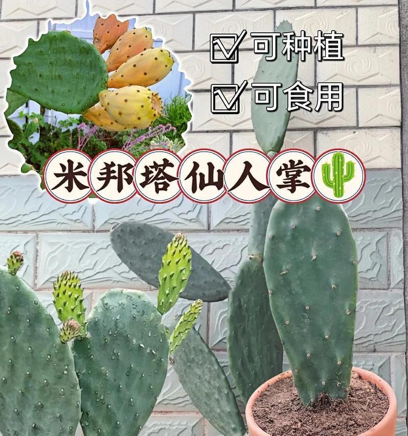 仙人掌如何养得又粗又壮？