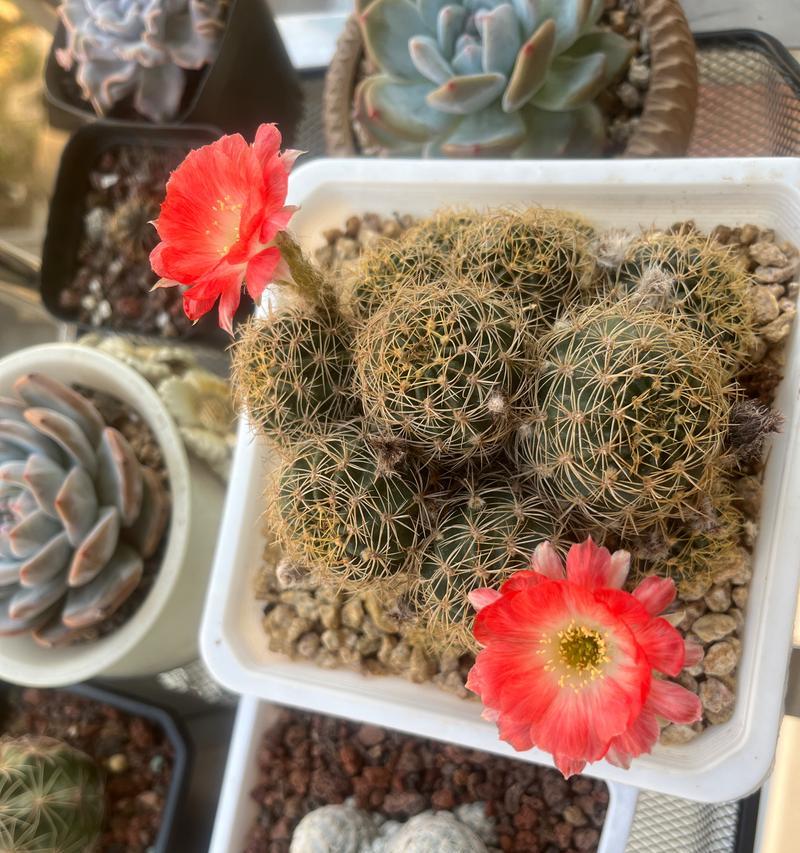 仙人球不开花怎么办？