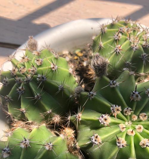 仙人球不开花怎么办？