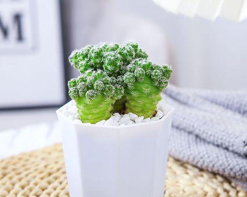 盆景仙人掌球的养护管理技巧？