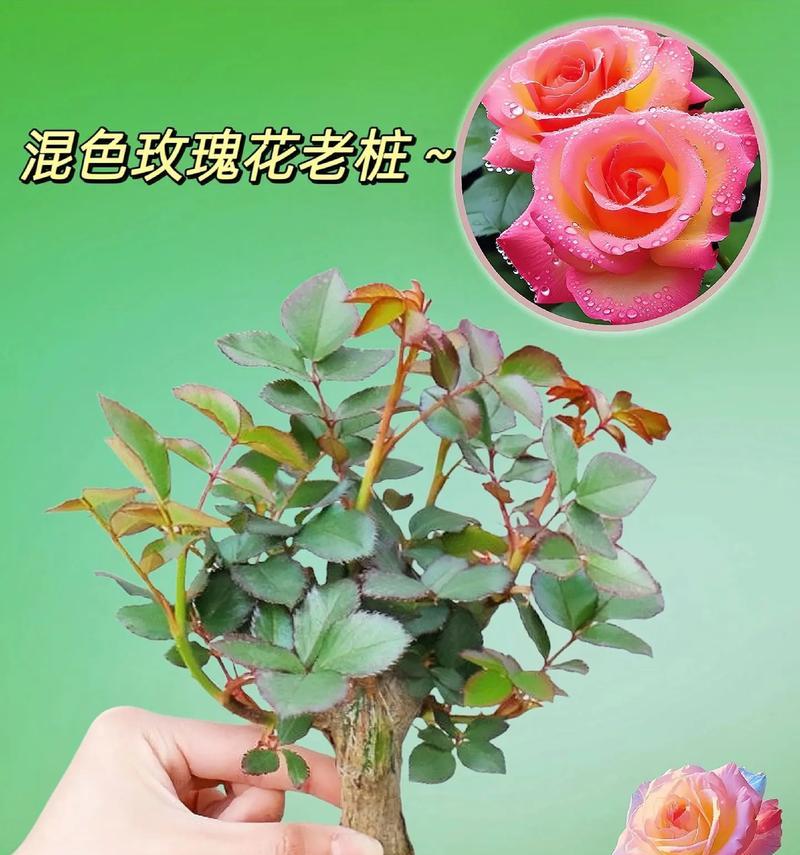 玫瑰花如何生根发芽？最佳种植位置在哪里？