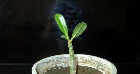 玫瑰花如何生根发芽？最佳种植位置在哪里？