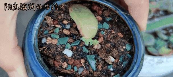 玫瑰花如何生根发芽？最佳种植位置在哪里？
