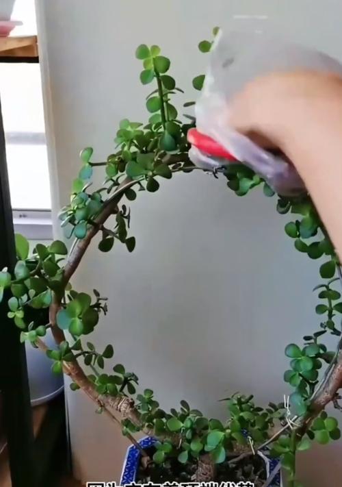 带花箭的君子兰怎么养才能开花？君子兰开花的秘诀是什么？