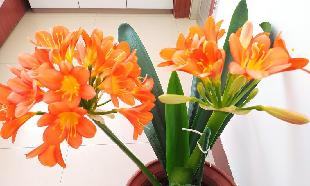 带花箭的君子兰怎么养才能开花？君子兰开花的秘诀是什么？