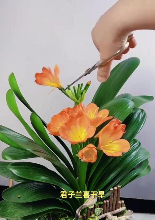 如何让十多棵君子兰同时开花？需要什么特别的养护技巧？