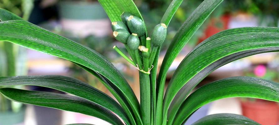 君子兰非土培多久能开花？结果后如何继续养护？