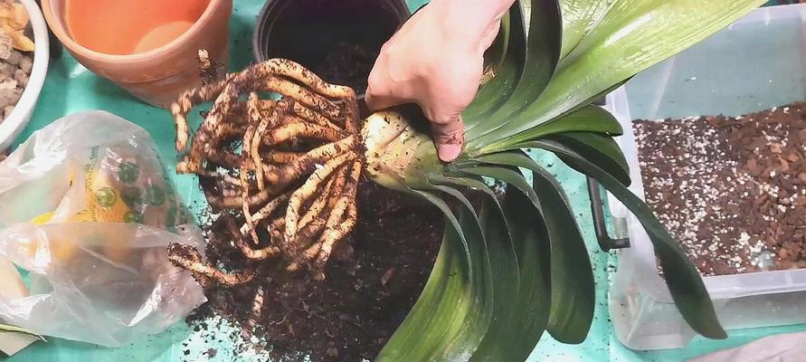 君子兰非土培多久能开花？结果后如何继续养护？