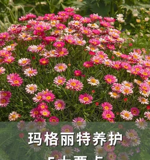 绿森林仙人掌养护管理要点有哪些？