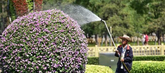 绿森林仙人掌养护管理要点有哪些？