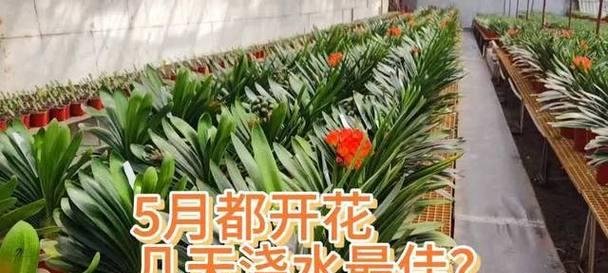 君子兰开花期的浇水技巧是什么？如何避免过度浇水？