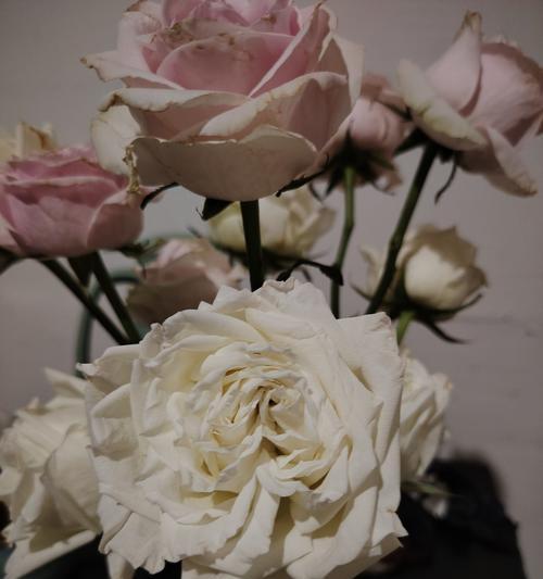 玫瑰花花苞为何会快速掉落？如何预防？
