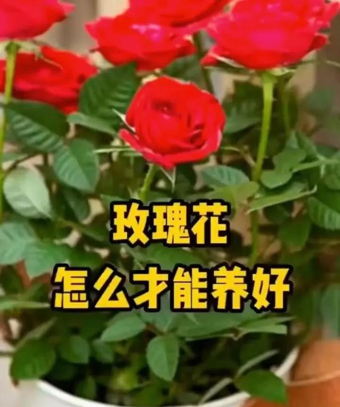 玫瑰花花苞为何会快速掉落？如何预防？