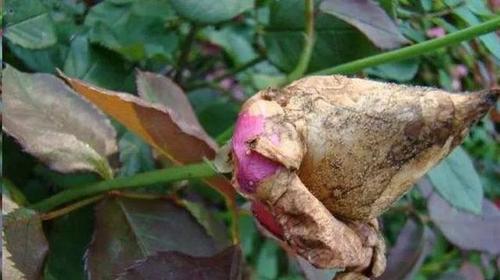 玫瑰花花苞为何会快速掉落？如何预防？