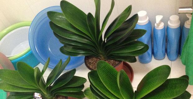 君子兰苗多久能开花结果？需要哪些条件才能促进开花？